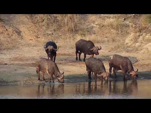 Djuma: Small group of Buffalo drink at the dam - 16:54 - 09/15/20