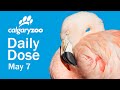 Your Daily Dose Chilean Flamingos