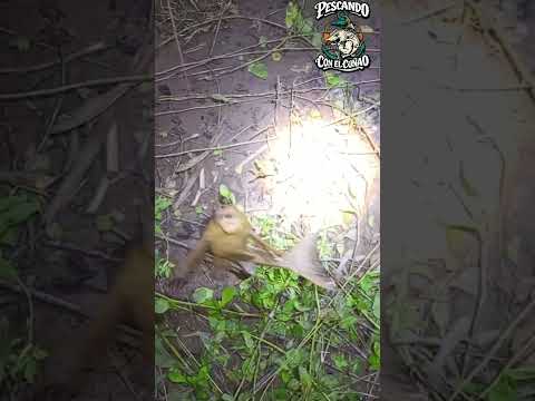PESCANDO en el RIO SAN FRANCISCO Yuto Jujuy salió una vieja
