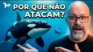 Por que as 'baleias-assassinas' não matam humanos?