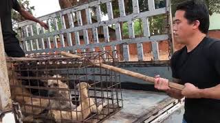 Marc Ching redt weer honden