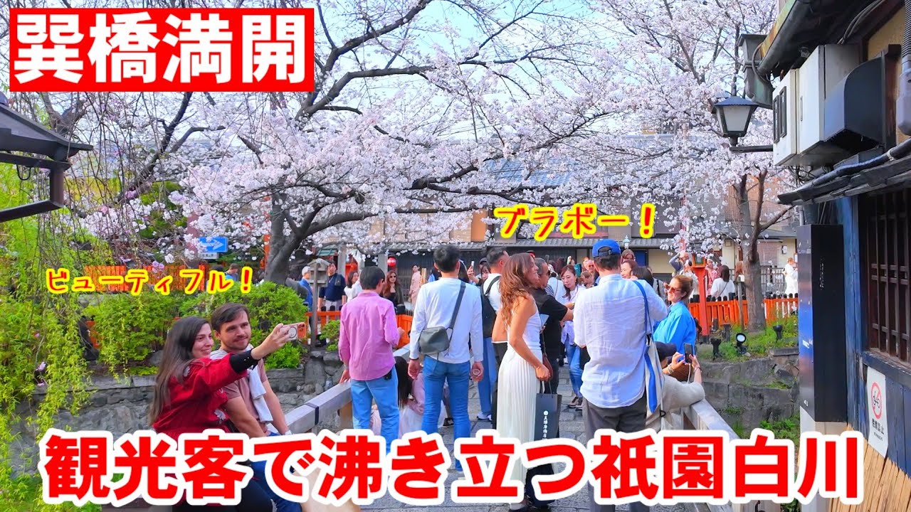 3/30(月)巽橋が満開！観光客で沸き立つ祇園白川 