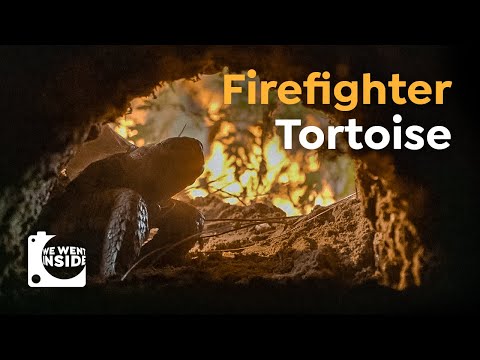 This Firefighter Tortoise is a True Hero of the Wild!
