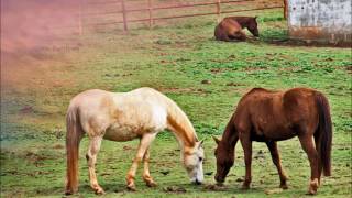 Mary Chapin Carpenter - "I Guess He'd Rather Be in Colorado"