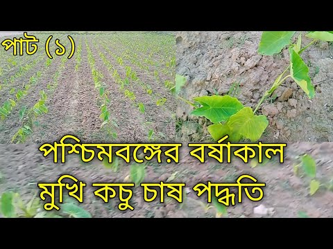 পশ্চিমবঙ্গের বর্ষাকালের মুখি কচু চাষপদ্ধতি Paschim Banga muki kochu chas paddti২০২৩