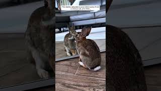 Rescuing a Tiny Rabbit from Danger! #rabbit #animals #wildliferescue #rescue #animalshorts