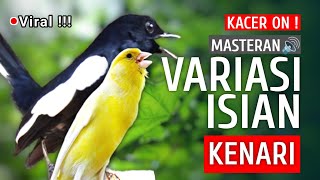 Download lagu 🔴 [ID] Viral!!! - Masteran Kacer Gacor - Variasi isian Kenari | Suara Burung Kacer Materi isian‼️ mp3