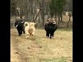 We Have The Best Mini Highland Cows Available For Sale