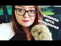 Hedgehog Care: Bonding Tips & Tricks