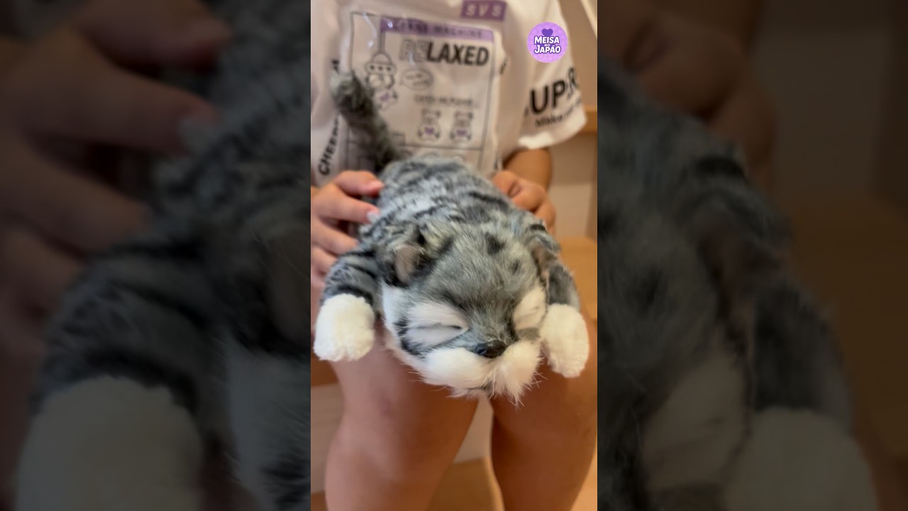 “Turminha! O gatinho da Meisa ficou doidinho e riu! 😂🐱