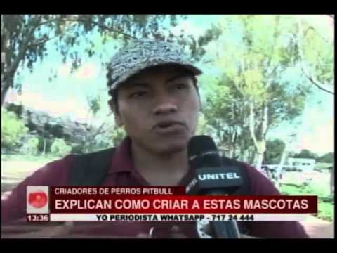 Criadores de pitbulls realizaron charlas para el cuidado de estos canes