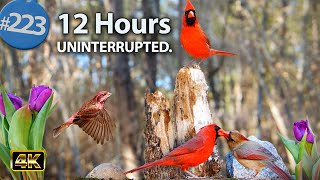 TV for Cats 😻 12 Hours of Birds 🐦 & Squirrels 🐿Feeder Uninterrupted CatTV  @LensMyth