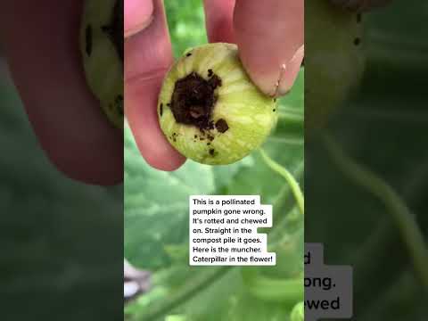 Pollination gone wrong #shorts #pumpkin