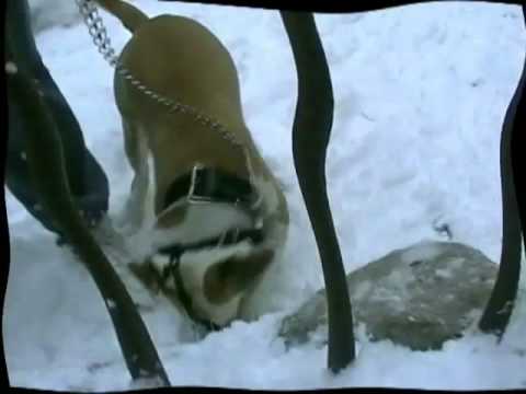 THC La Familija - Najava za koncert 11.02.2011.