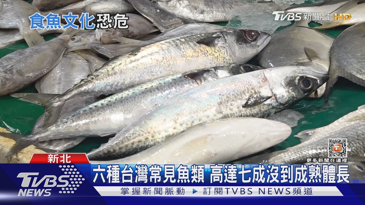 未來沒魚可吃? 台灣常見魚種還沒長大就遭濫捕