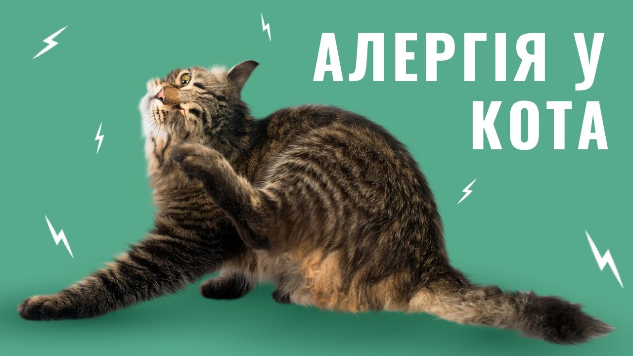 YouTube video preview