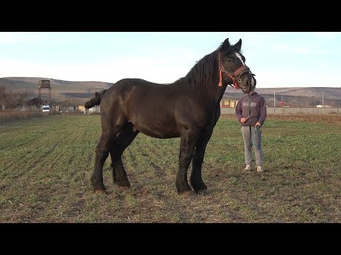 Manz Semigreu Romanesc - Cluj, 2018