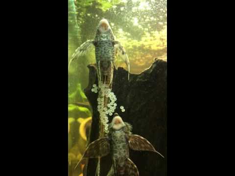 Sturisoma festivum (Störwels) bei der Eiablage