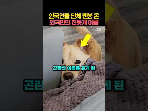 외국인이 지은 진돗개 이름에 한국인들이 당황한 이유