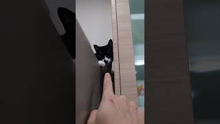 年末くろチャレンジ　 #猫 #cat #shorts
