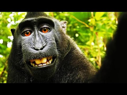 PETA Sues Over Monkey Selfies