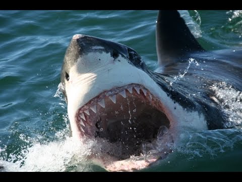 Top 10 Most Dangerous Animals In Australia