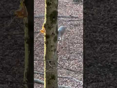 A Walk Thru The Woods