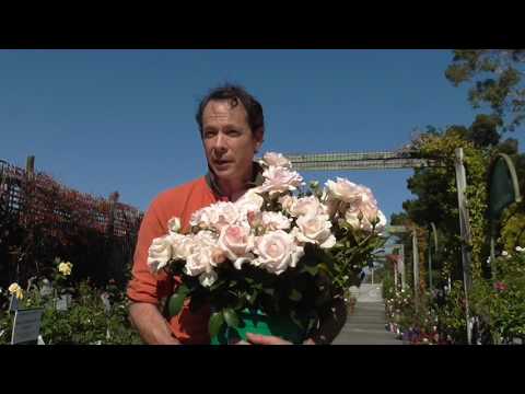 download lagu mp3 mp4 Mothers Love Rose Plant, download lagu Mothers Love Rose Plant gratis, unduh video klip Mothers Love Rose Plant