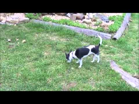 Till We Meet Again At The Rainbows End