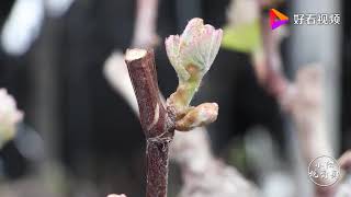 葡萄早春时节该注意哪些问题？农村小伙告诉你