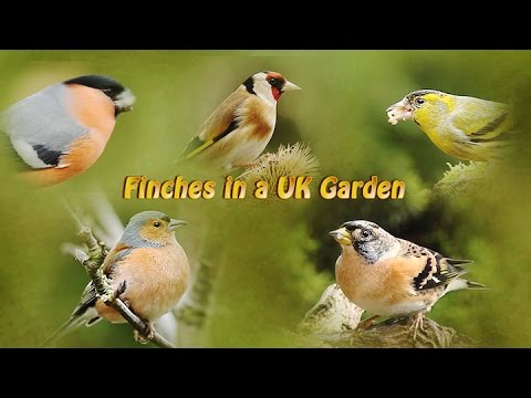 Finches in a UK Garden