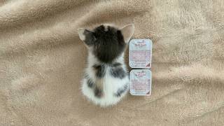 Kittens Use 100% Cute Overload!