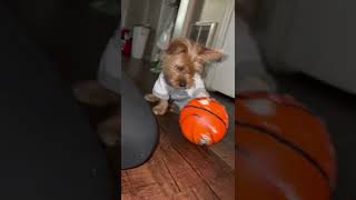 Norfolk Terrier Puppies Videos