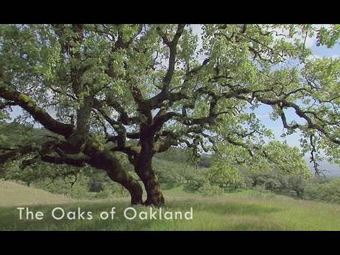 Saving the Bay - The Oaks of Oakland