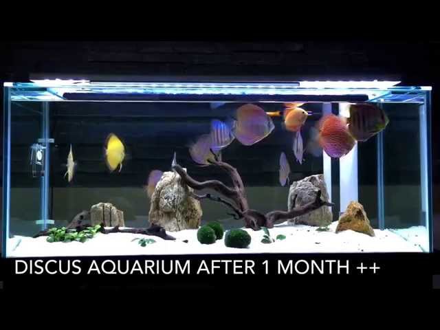 Discus Aquarium Tank