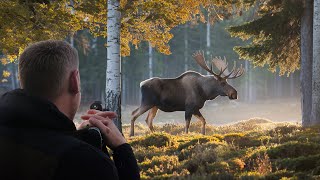SCHWERE Jagd auf Elch &amp; Bär – 10 Tage Drückjagd in Schweden (Copterpro Jagd)