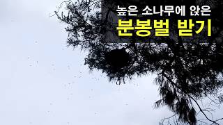 야! 꿀벌, 이건 경우가 아니지. 올해 벌꿀 맛도 못보고 있는데....