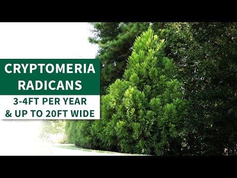 スギ - またはスギ | スギ緑豊かな紅葉で見事なプライバシーを確​​保