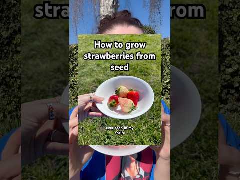 How to grow strawberries from strawberries! 🍓 #gardening #kitchengarden #plants #strawberries