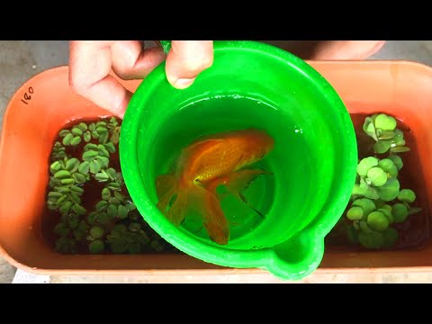 Goldfish Breeding Step By Step Process | Update from Breeding to Fry| How to breed goldfish