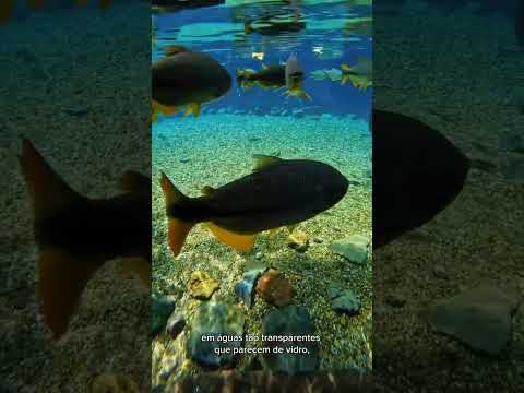 Um verdadeiro paraíso natural  Bonito -MS #MatoGrossoDoSul #Ecoturismo#ViagemBrasil#FlutuaçãoBonito