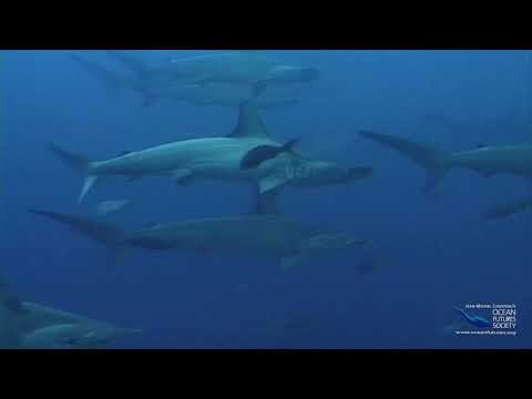 SeaScope 16 Q&A Sixth Sense