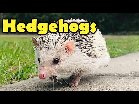 What is a Hedgehog - 10 Cute Facts about Hedgehogs