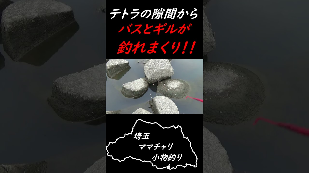 テトラの隙間にミミズを落としたら・・・#スモールマウスバス#バス釣り  #ブルーギル  #ナマズ釣り #DAISO#DAISO釣具