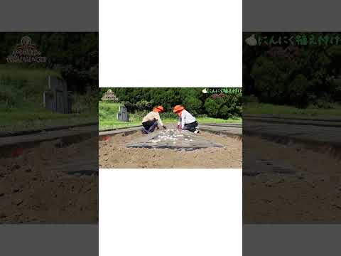 園芸 野生ニンニク、野生ニンニク、広葉ニンニク