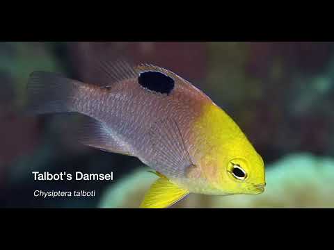 3 Other Damsels B - scuba diving video
