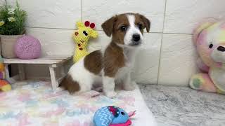 ジャックラッセルテリアの動画01