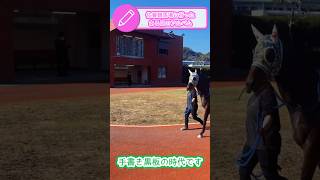 佐賀競馬場の手書き黒板はレトロ感でエモすぎた#shorts