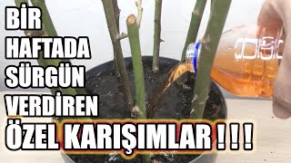 Gül Nasıl Çoğaltılır ? Gül Çelikten Çoğaltma, Gül Köklendirme