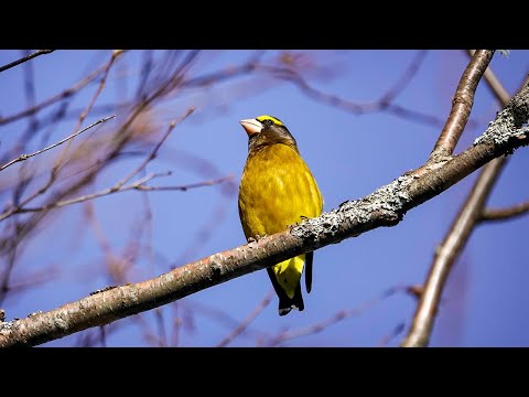 Evening Grosbeaks: Identification (24 November 2022)